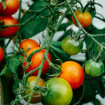 Grow Tomatoes in Containers
