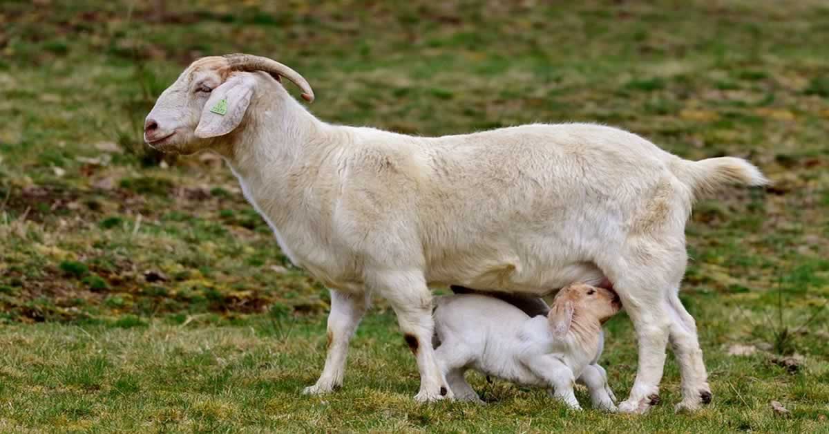 How to Raise Dairy Goats for Milk