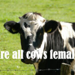 Are all cows female?
