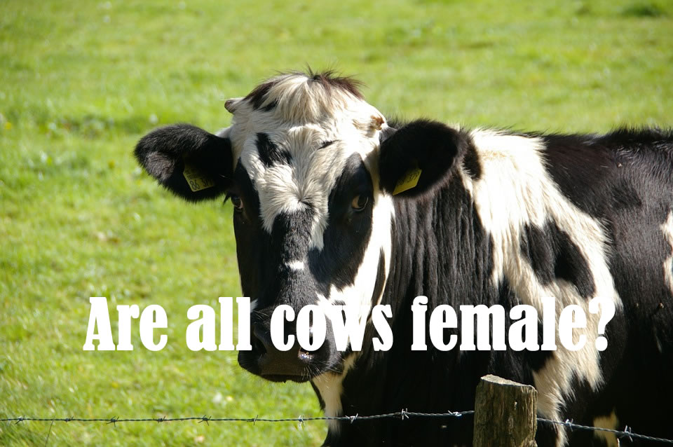 Are all cows female?