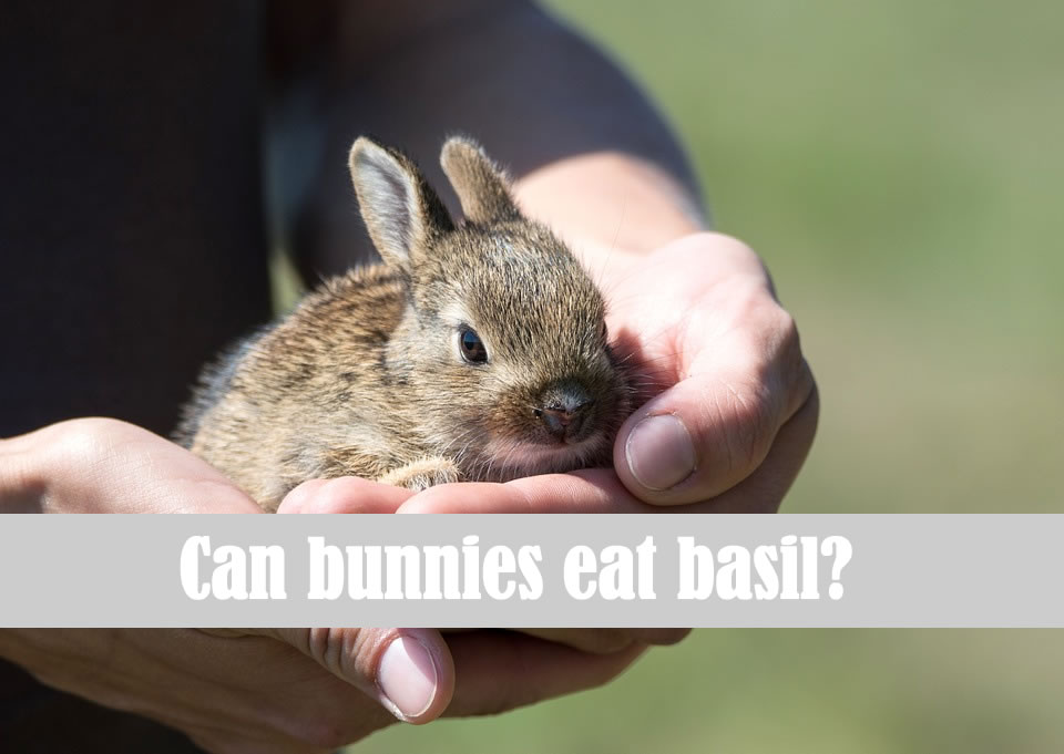 Can bunnies eat basil?