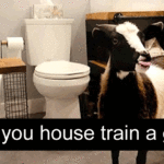 Can you house train a goat?