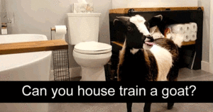 Can you house train a goat?