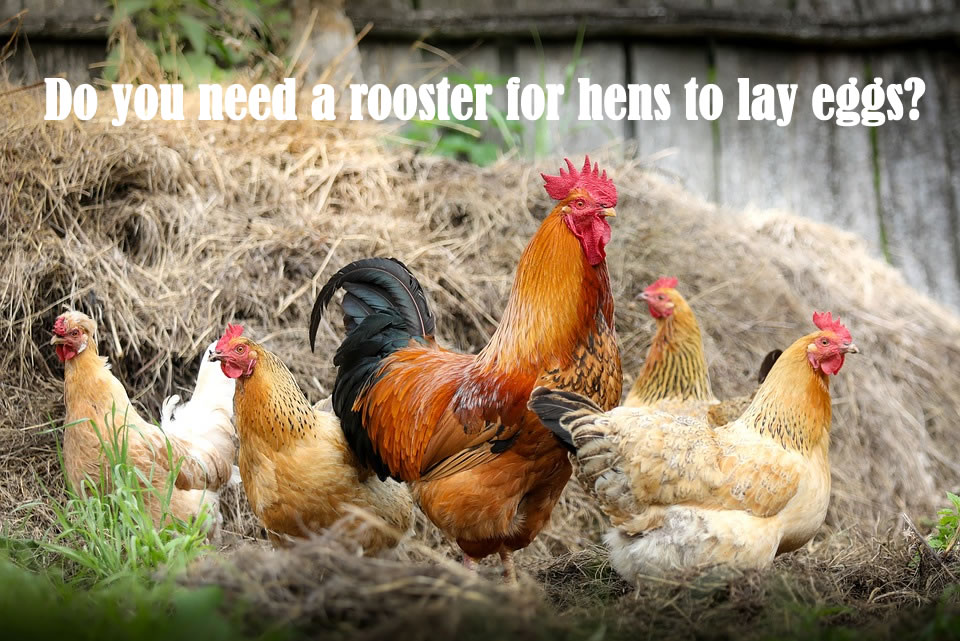 Do you need a rooster for hens to lay eggs?