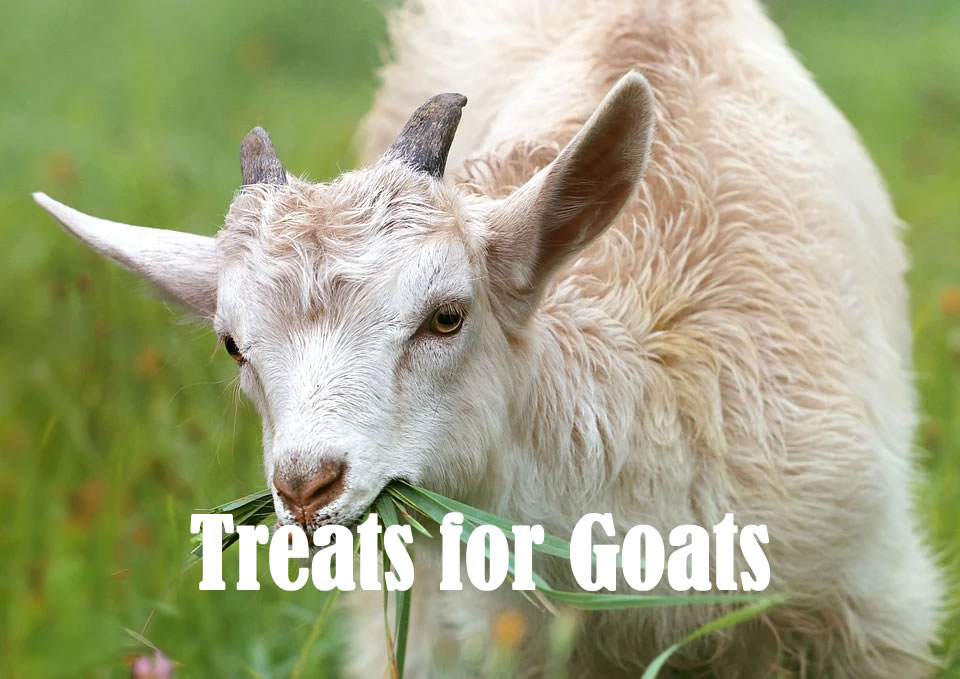 Treats for Goats