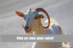 What are male goats called?