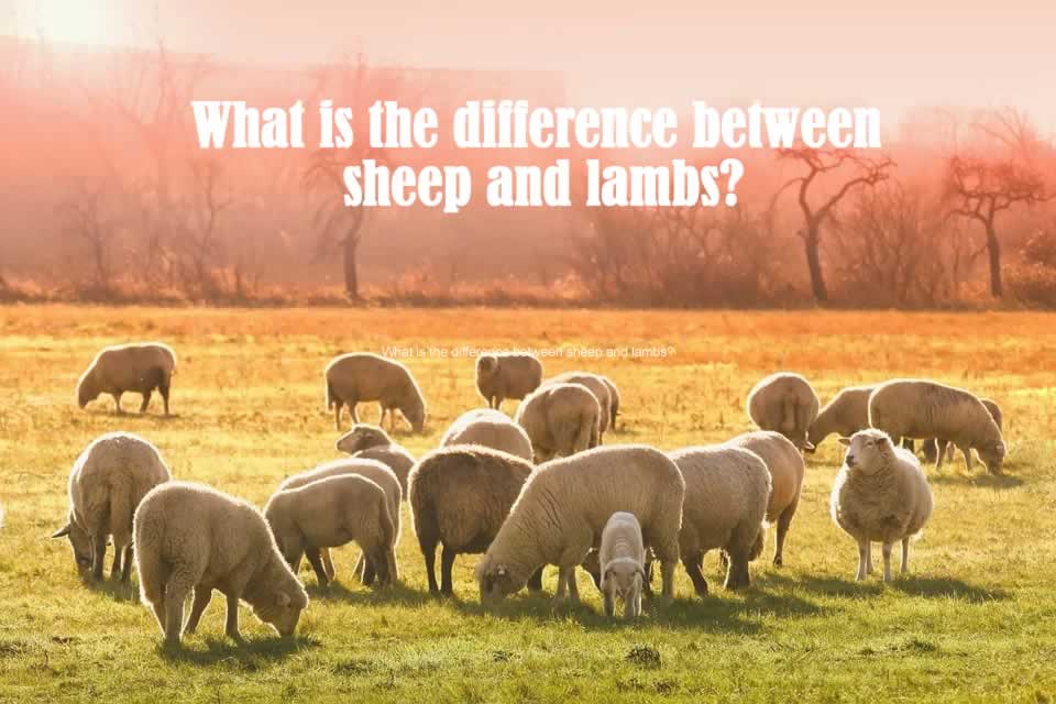 What is the difference between sheep and lambs