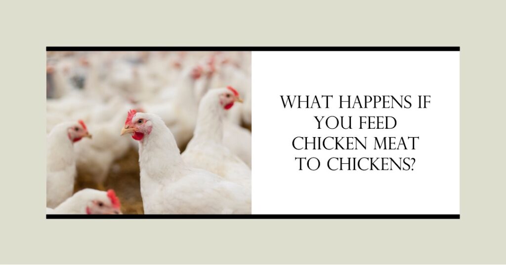 What Happens If You Feed Chicken Meat to Chickens