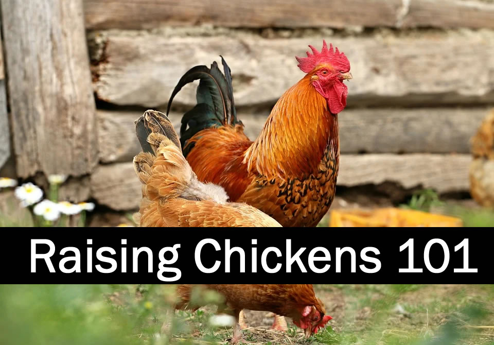 raising chickens
