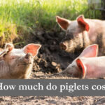 How much do piglets cost?