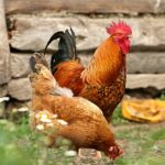 How to Build a Backyard Chicken Coop