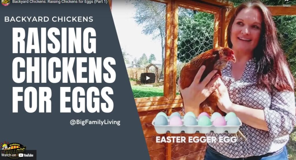 When Raising Chickens For Eggs