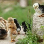 How much does it cost to raise chickens for eggs?