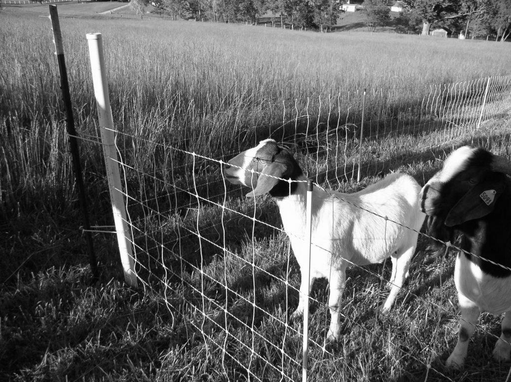 Are Goats Easy to Manage For Hobby Farmers? photo 0