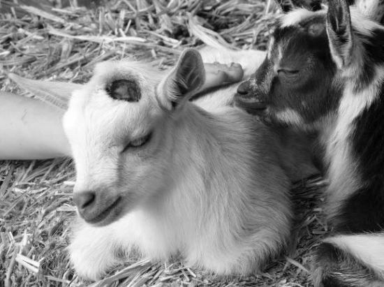 Are Goats Easy Or Difficult Animals to Work With? image 0