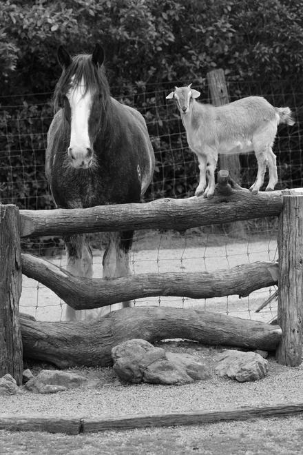 Do Horses Like the Companionship of Goats? image 0