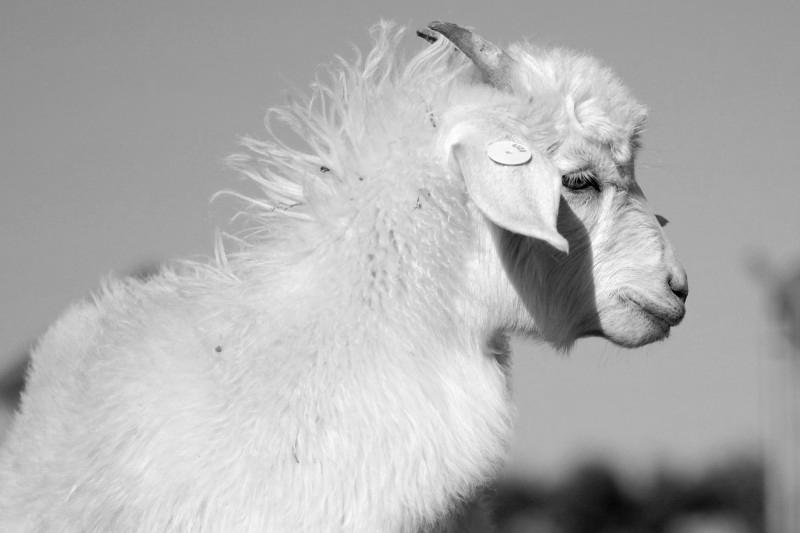What Do Goats Eat in Australia? photo 0