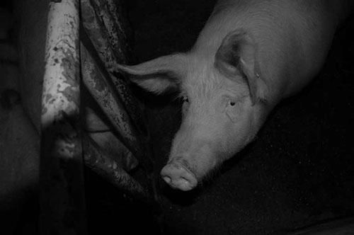 Do Pigs Know When They Are About to Be Killed? photo 0