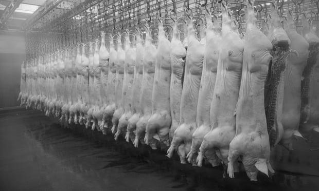Why Pigs Are Considered the Dirtiest Meat in America photo 0