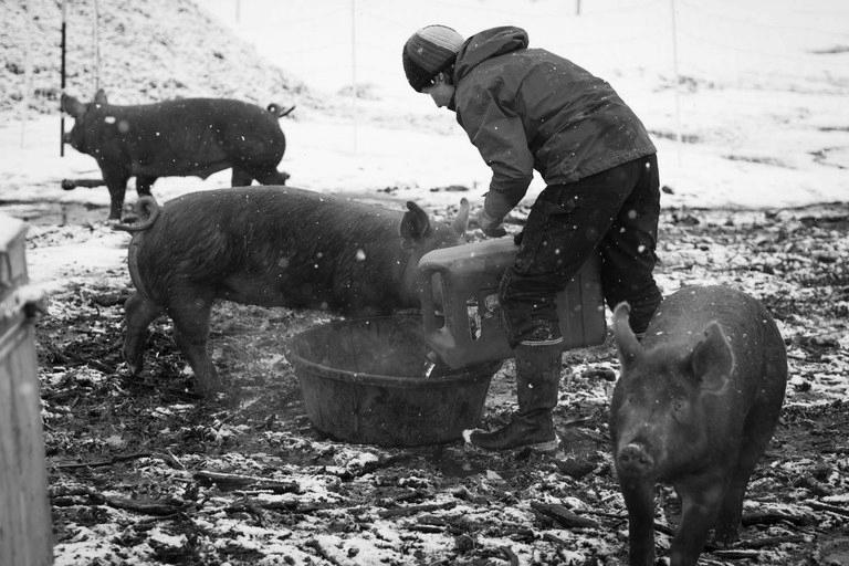 What Farm Animals Do They Raised in Alaska? photo 0