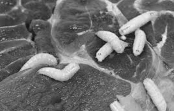 Does Pork Meat Contain Worms? image 0