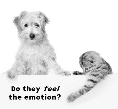 Do Animals Have Emotions? photo 0