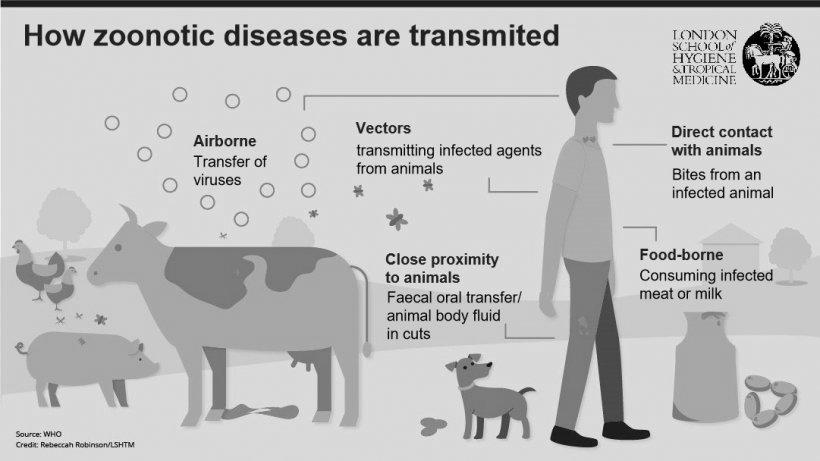 Do Animals Get Diseases From Humans? image 0