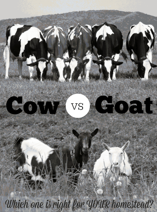 What Do Cows, Goats, and Sheep Eat? image 0