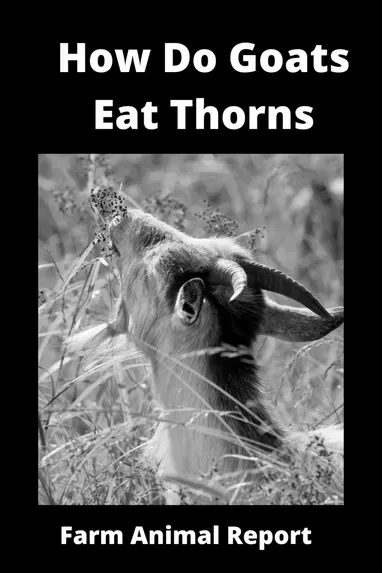 How Do Goats Eat Thorns and Blackberries? image 0