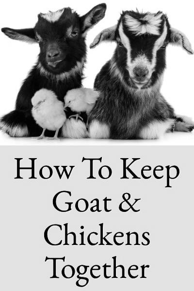 Which Makes the Better Pet — A Goat Or a Chicken? photo 0