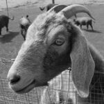 What Are the Differences Between Pigs and Goats? photo 0