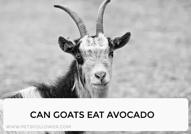 Avocados Are Safe For Goats image 0
