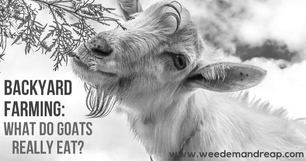 What Do Goats Eat? image 0