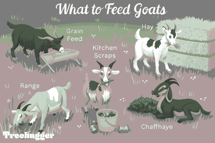 What Do Goats Eat? image 1