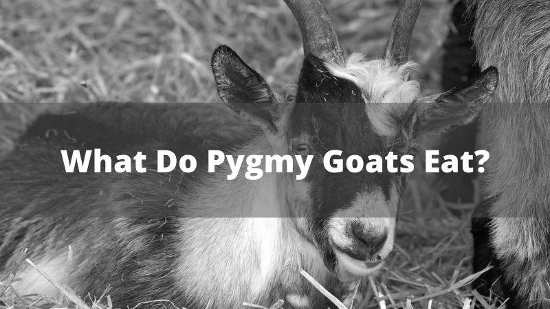 What Do Goats Eat? image 3