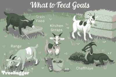 What Do Goats Eat? image 8