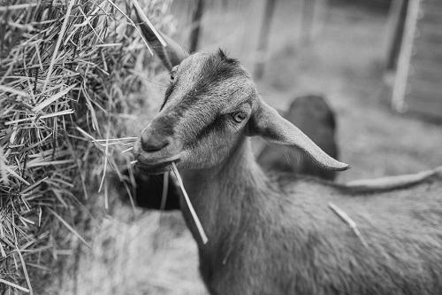 What Do Goats Eat? image 9