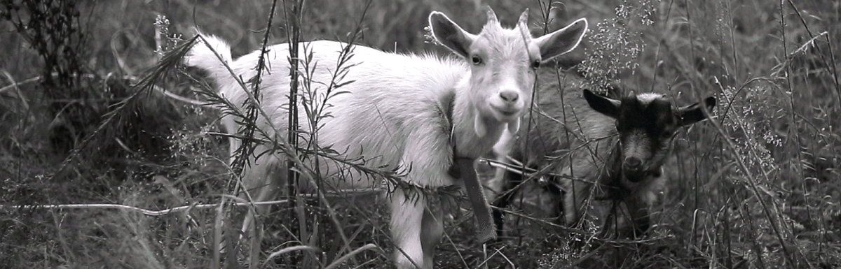 What Do Goats Eat? image 10