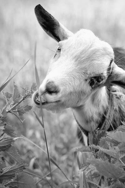 What Do Goats Eat? image 11
