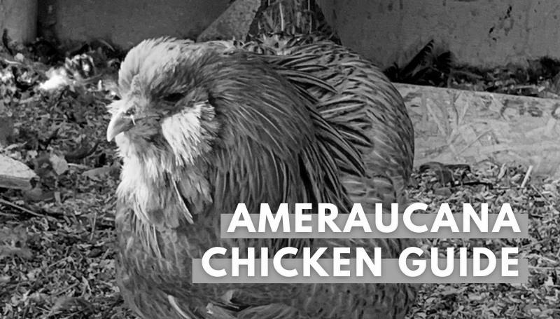 What Do You Feed Ameraucana Chickens? photo 1