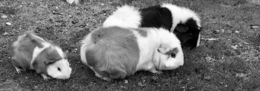 If Pigs Were Fluffy Would More People Have Them As Pets? photo 1