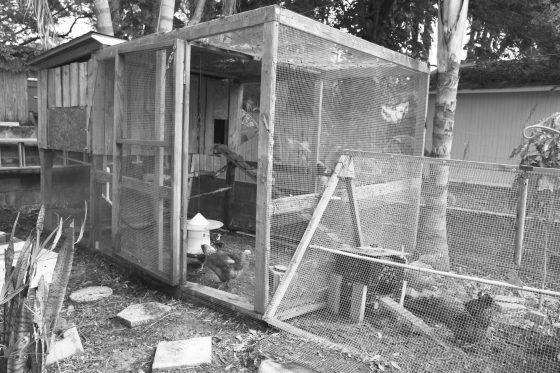 How to Make an Inexpensive Chicken Coop image 3