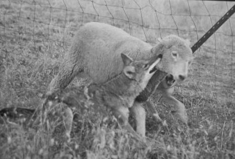 Do Sheep Eat Dead Animals? image 2
