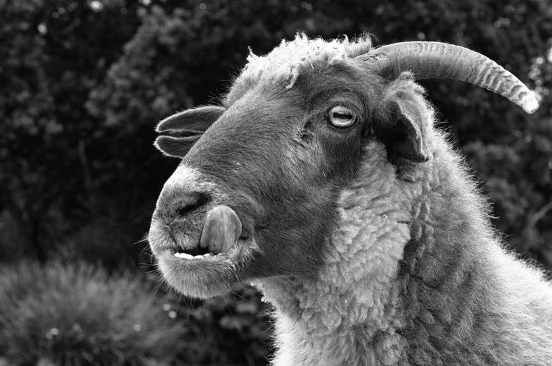 Do Sheep Eat Dead Animals? image 3