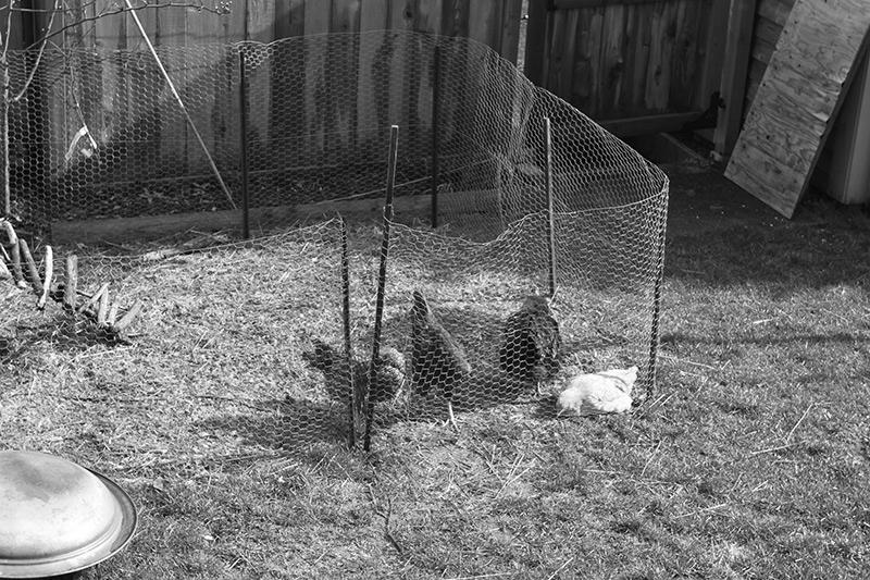 How to Raise Chickens in Your Backyard photo 3