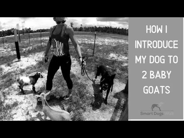 How to Introduce Goats and Dogs image 0