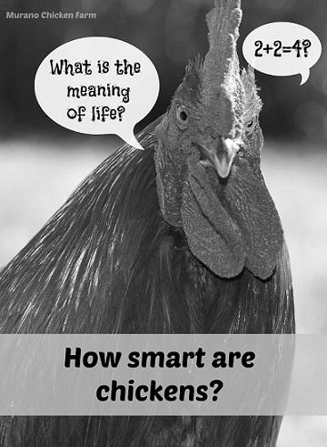 Are Chickens Intelligent? photo 1