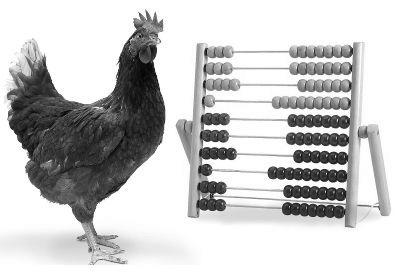 Are Chickens Intelligent? photo 3