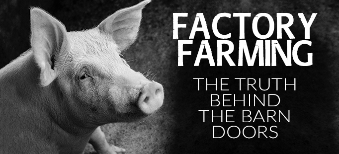 Facts About Animal Abuse in Factory Farms image 0