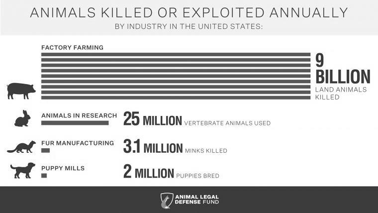 Facts About Animal Abuse in Factory Farms image 2